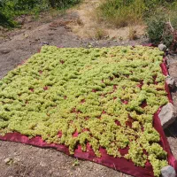 کشمش درجه 1|خوردنی و آشامیدنی|کرمانشاه, |دیوار