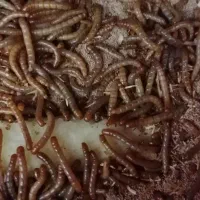 میلورم ارگانیک