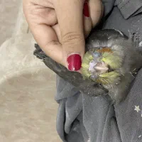 جوجه عروس هلندی ۴۰ روزه تاچندروزدیکه دونخورمیشه