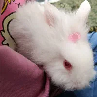 خرگوش برفی تمیز و بازیگوش