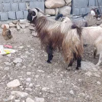 فروش پازن جوون وسرحال
