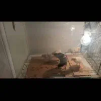 مرغ و خروس کوشامو|حیوانات مزرعه|تهران, مولوی|دیوار