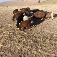 بره نروماده