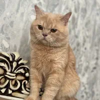 گربه اسکاتیش|گربه|اهر, |دیوار