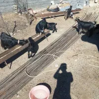 بز زاییده|حیوانات مزرعه|بازفت, |دیوار