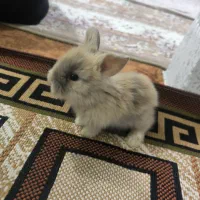 بچه خرگوش لوپ