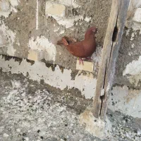 کفتر|پرنده|بروجرد, |دیوار