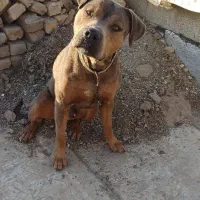 سگ نگهبان