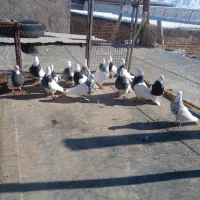 کفتر طوقی|پرنده|سقز, |دیوار