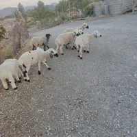 میش معاوضه با گاوه شیری