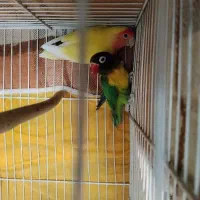 کوتوله برزیلی