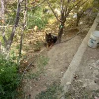 سگ ژرمن ماده|سگ|خمینی‌شهر, |دیوار