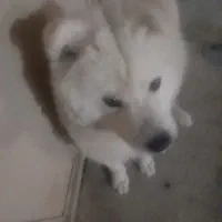 سگ سامویید|سگ|پرند, فاز ۶|دیوار