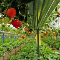 فروش زمین ۳۷هکتاری ویژه گلخانه بامجوزوباچاه آب