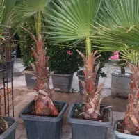 خدمات باغبانی تخصصی، باغچه و گلدان تضمینی|خدمات باغبانی و درختکاری|اهواز, کوی شاهد|دیوار