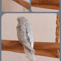 مرغ عشق رنگ خاص ماده انگلیسی بدون قفس