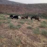 ۲۵ راس بز داشتی به فروش می‌رسد