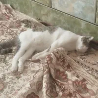 گربه|گربه|زاهدان, |دیوار