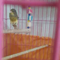 قناری نر و ماده|پرنده|اراک, |دیوار