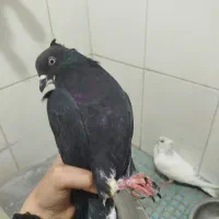 ی جفت کبوتر نر ماده