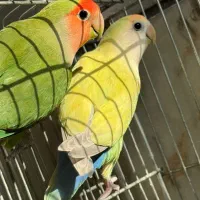 یک جفت کوتوله بالغ زیبا