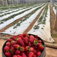 جذب نیروی کار در گلخانه