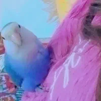 گمشده|حیوانات|آزادشهر, |دیوار