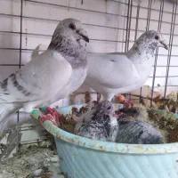 کبوتر|پرنده|یزد, |دیوار