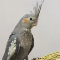 عروس هلندی پیداشده