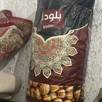 گردو چینی امریکایی موجوده