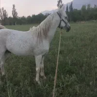 فروش اسب اردل