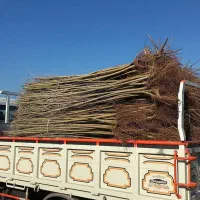 نهال نیگرا ترکیه با گارانتی رشد و کیفیت تضمینی|گل و گیاه طبیعی|شازند, |دیوار