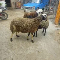 قوچ . گوسفند