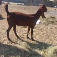 بزها ی پاکستانی اصل دار|حیوانات مزرعه|کنارک, |دیوار