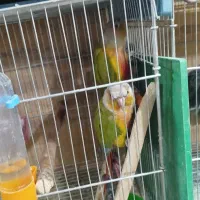 گرینچیک فول رام دستی