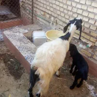 بز ماده مطفل با بزقاله ماده