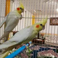 ۲ جفت عروس لوتینو مولد ضمانتی