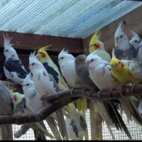 عروس هلندی  پیدا شده