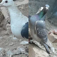 کبوتر آلمانی و گراف شهرستانی