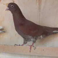 کفتر سرخ  پرشی|پرنده|قم, محمد آباد|دیوار