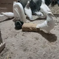 سارنروماده|پرنده|تربتحیدریه, قاسم آباد|دیوار