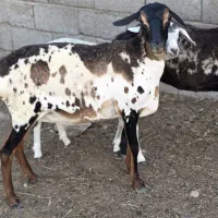 گوسفند سومال سه رنگ صومال آبستن