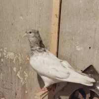 کله الماسی نر