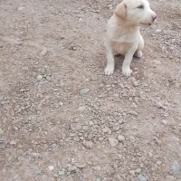 سگ فروشی|سگ|ایرانشهر, |دیوار