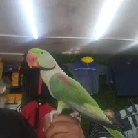 شاه طوطی نر|پرنده|ری, اقدسیه|دیوار