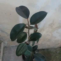 فیکوس آپارتمانی بلک