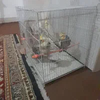 عروس هلندی|پرنده|تربت جام, میرقوام الدین|دیوار