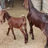 بز کاموری|حیوانات مزرعه|بهبهان, |دیوار