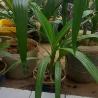 گل طبیعی معاوضه هم دارم باموادغذایی