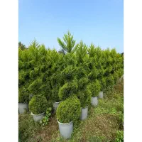 لاوسون  پیچ و یاس جعبه ۴۰و۴۵|خدمات باغبانی و درختکاری|کلاچای, |دیوار